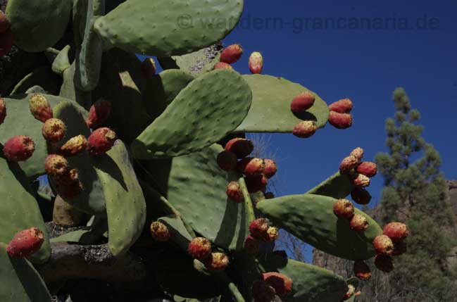 Feigenkakteen, Gran Canaria
